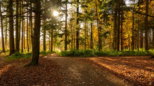 Autumn sun shining through trees on the estate at Wallington, Northumberland